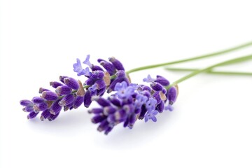 Poster - A bunch of purple flowers arranged on a white surface, perfect for decorating or illustration