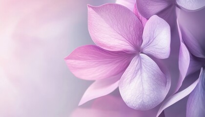 Wall Mural - Soft Pink and Purple Flower Petals Close-up