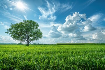 Poster - Solitary Tree in a Lush Green Field under a Bright Sunny Sky