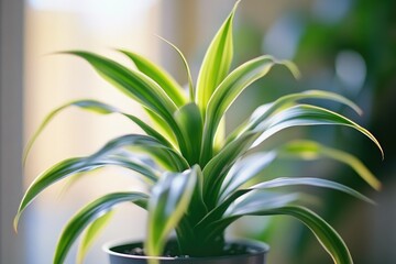 Poster - A small green plant grows out of a black ceramic pot sitting on a table