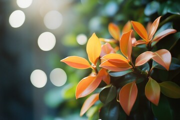 Wall Mural - A close-up shot of a plant with vibrant orange leaves