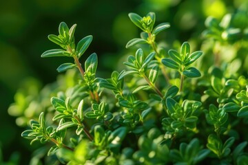 Aufkleber - A close-up shot of a plant's green leaves