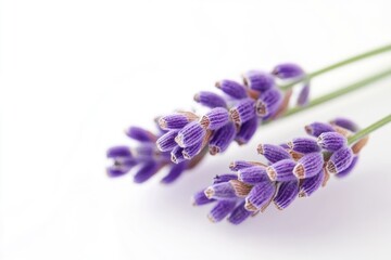 Wall Mural - a pair of purple flowers sit atop a white background, perfect for use in editorial or advertising co