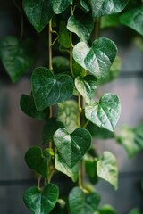 Wall Mural - A close-up view of green leaves on a plant, suitable for nature or botanical uses