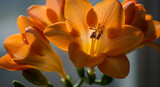 "A close-up of a blooming freesia flower with delicate orange petals."

