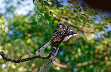 african grey hornbill in a tree