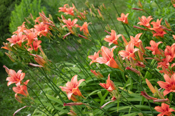 Yellow orange flowers of the daylily in summer garden