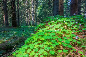 Wall Mural - Wood sorrel flowers with green leaves in a spruce forest