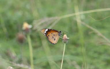 Wall Mural - plain tiger perched on a grass flower and photographed in macro.