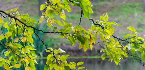 Wall Mural - green leaves on a tree