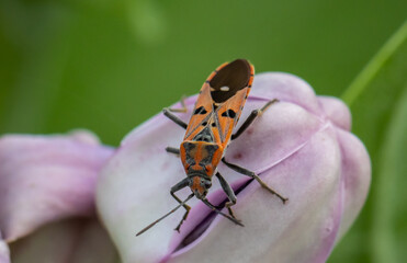 Wall Mural - red cotton bug (cotton stainer bug) on calotropis gigantea flower.