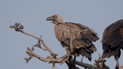 Vultures Perched On A Branch At Kidepo Valley National Park In Uganda, Africa. - static shot
