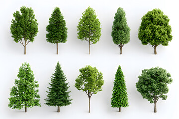 Canvas Print - 3d realistic green trees collection isolated on white background