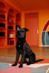 Wall Mural - cute and funny portrait of young small black dog with brown eyes showing her tongue in front of orange bookcase in the modern living room