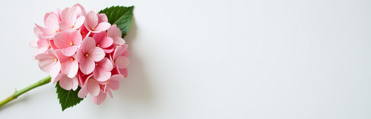 Aufkleber - A Beautiful Bouquet Of Pink Hydrangeas Adorns A Crisp White Table, Adding A Touch Of Elegance To The Empty Space Around It.