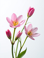 Poster - Delicate Spring Flowers Bloom Against A Clean And Crisp White Background Filling It With Vibrant Color And Texture.