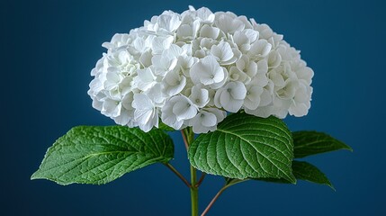 Canvas Print - White Hydrangea on Deep Blue Background