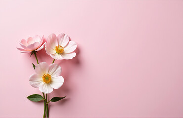 Poster - Mimosa Flowers With Delicate Petals And Soft Colors Against A Pale Pastel Pink Flat Lay Background.