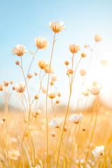 Poster - close-up of sunlit flowers glowing vibrantly in field their petals bathed in warm golden light