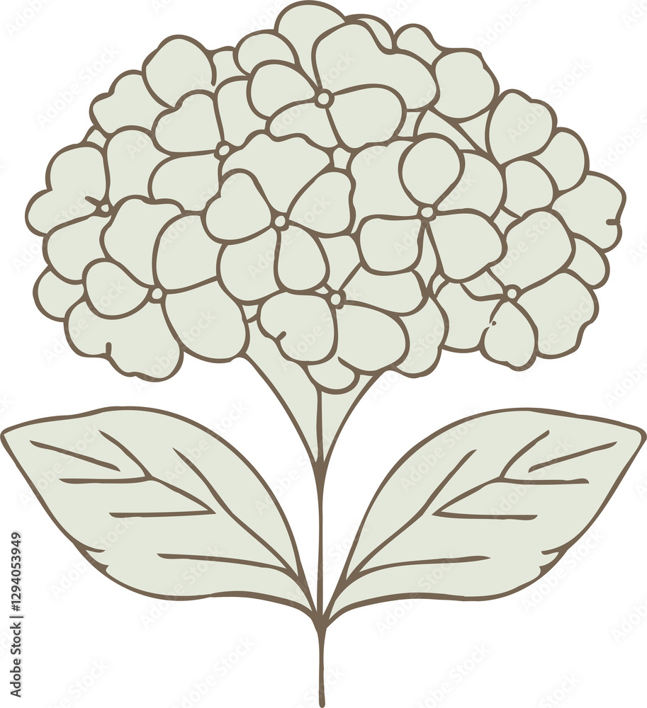 PNG set of contour spring flowers Geranium, line art floral drawing ...