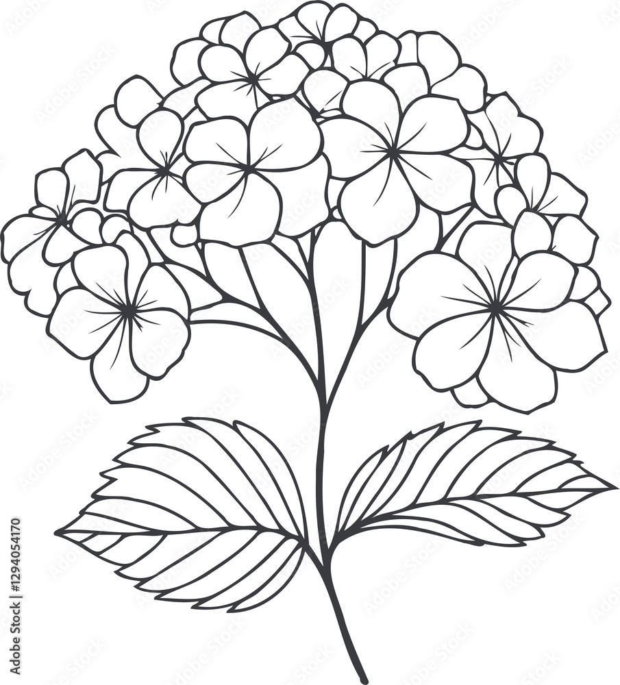 PNG set of contour spring flowers Geranium, line art floral drawing ...