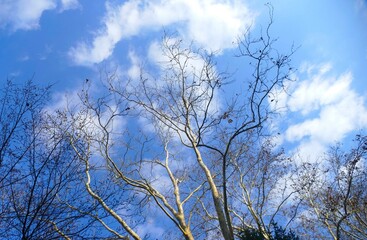 big trees in winter high in the blue sky with clouds