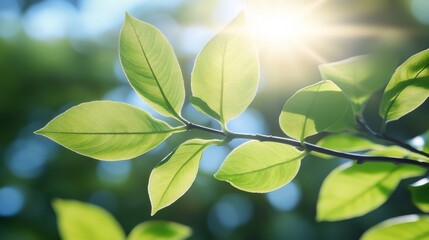 Canvas Print - Sunlight Through Spring Leaves, Vibrant Green Foliage, Nature Background, Panoramic 8k Photography