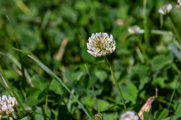 Wall Mural - White clover flowers among the grass. Trifolium repens