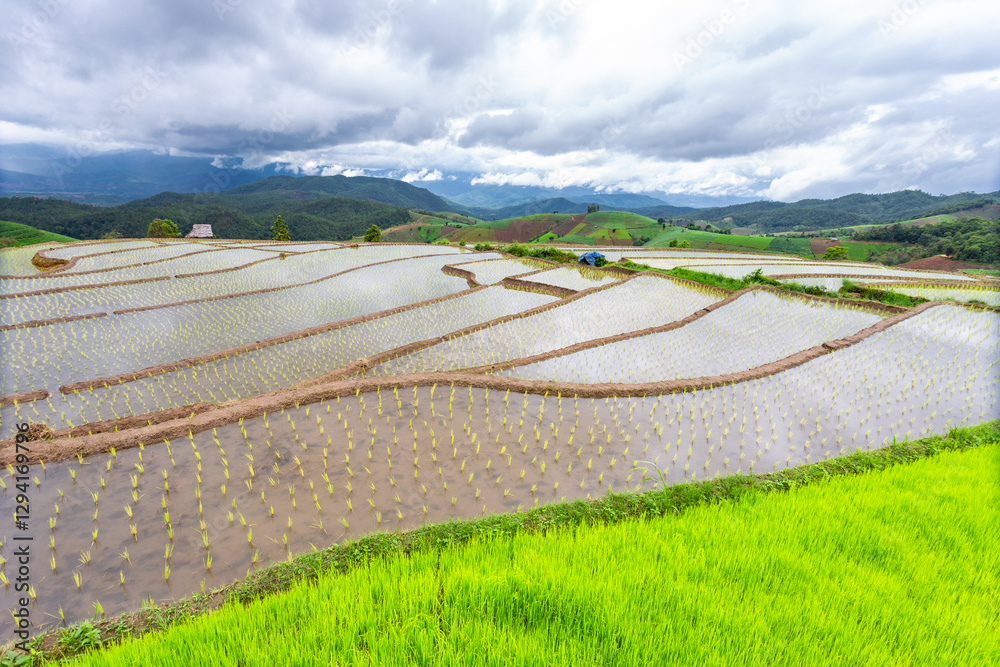 Green rice terraces at Ban Pa Bong Piang and farmer's huts at the ...