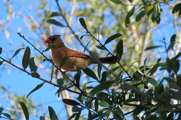 female cardinal bird on tree in florida nature