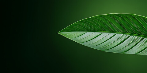 Aufkleber - Green Leaf Detail: Close-up of a vibrant green leaf with intricate vein patterns against a dark green backdrop. Nature's beauty in high definition.