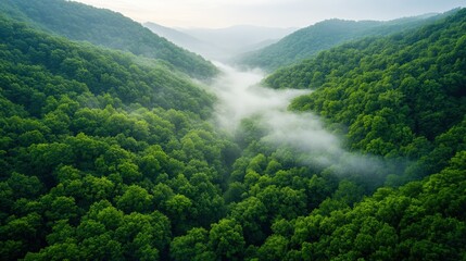 Poster - Dense forest with green trees shrouded in mist creating a serene and tranquil natural landscape