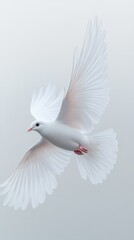 Poster - Elegant white dove soaring gracefully against a soft gray background in a minimalist composition capturing freedom and serenity in a vertical shot