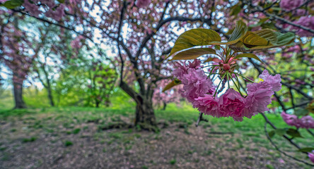 Wall Mural - Central Park in spring