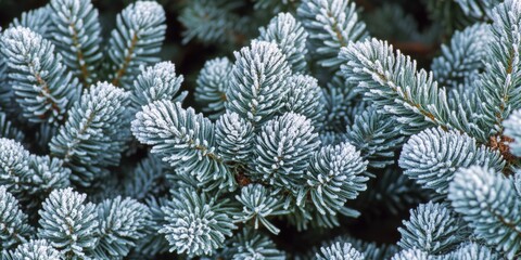 Wall Mural - pine tree with frost