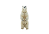 Isolated Standing Polar Bear Facing Forward
