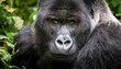 © Brandon - silverback mountain gorilla gorilla beringei beringei in the virunga national park democratic republic of the congo