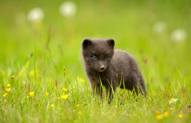 Wall Mural - portrait of a cute arctic fox cub standing in a meadow