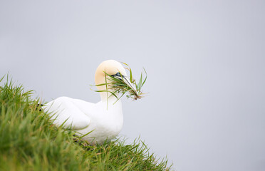 Wall Mural - northern gannet carrying nesting material in its beak