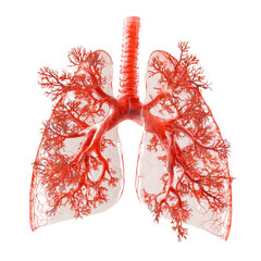 Poster - Human lungs anatomy illustration showing detailed structure and blood vessels