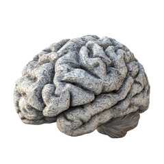 Poster - detailed 3D rendering of human brain showcasing intricate textures and folds, symbolizing intelligence and cognition. This artistic representation highlights complexity of human mind