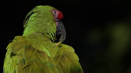Big green parrot, cleaning plumage feathers. Close-up detail portrait in nature. Ara ambigua, Green parrot Great-Green Macaw on tree. Wild rare bird in habitat, sitting on branch in Costa Rica.