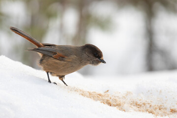 Wall Mural - Siberian jay sitting on snow, close-up