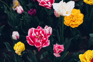 Wall Mural - Beautiful colorful terry tulips in full bloom in the garden, view from above against dark green leaves. Natural floral texture for background.