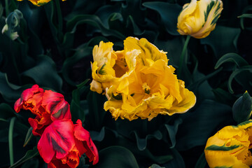 Wall Mural - Beautiful colorful terry tulips blooming in the garden, close-up view. Natural floral texture for background.