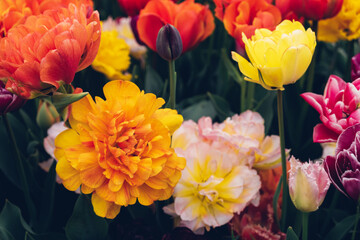 Wall Mural - Beautiful colorful terry tulips in full bloom in the garden. Floral texture for background.