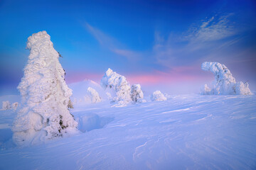 Wall Mural - beautiful winter landscape with trees covered with snow