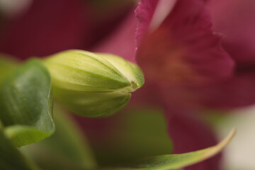 Wall Mural - Smoke selective soft focus leaf, flower bud. Nature blur pink, red, green natural abstract background.