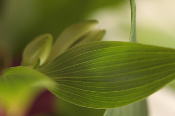 Wall Mural - Smoke selective soft focus leaf, flower bud. Nature blur green, beige natural abstract background.