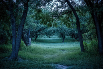 Wall Mural - A serene forest scene at dusk, with tall trees framing a lush green meadow, creating an enchanting and peaceful atmosphere.